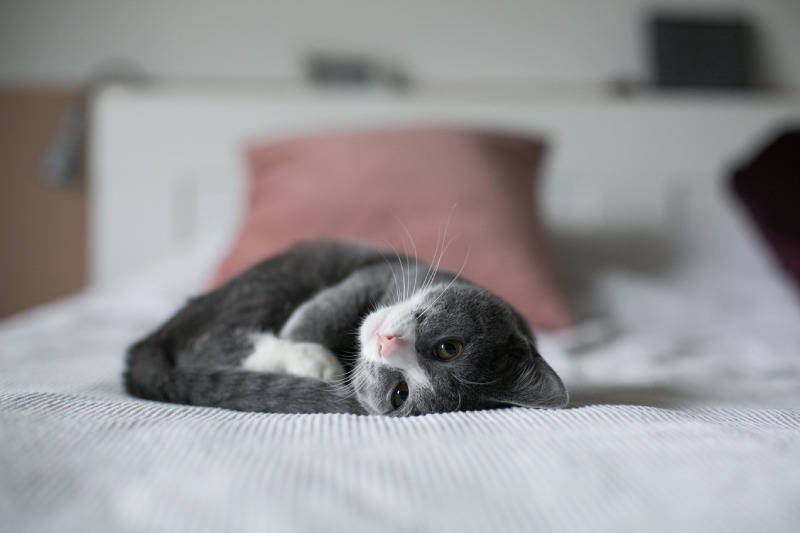 Чому не можна спати з котом в одному ліжку: народні прикмети