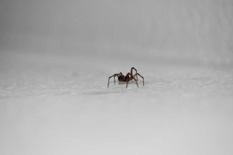 Чому не можна вбивати павука у будинку