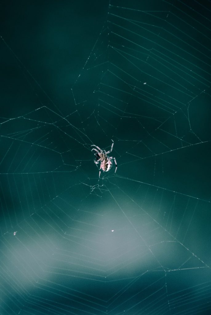 Чому не можна вбивати домашніх павуків