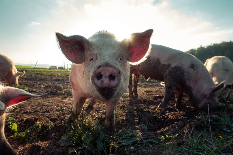 Чим годувати свиней в домашніх умовах: що давати, щоб швидко росли?