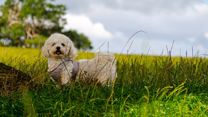 Тривалість життя Бішон фрізе: скільки живуть собаки породи Бішон-фрізе?