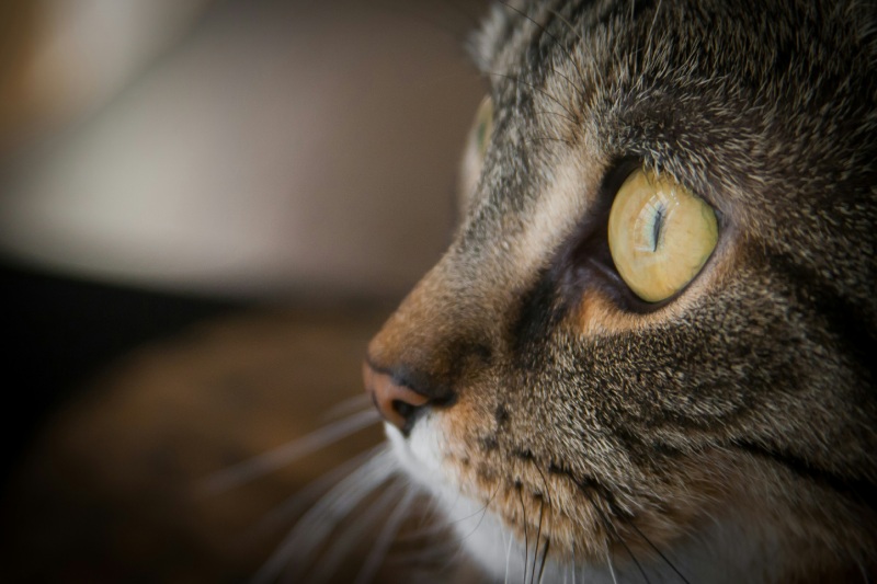 У кішки сльозяться очі – можливі причини та лікування