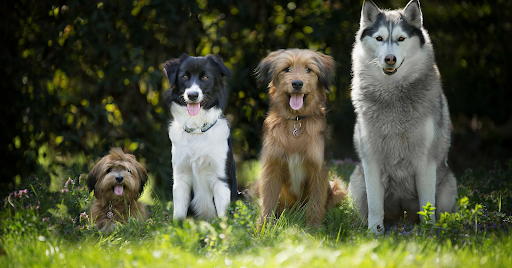 Собаки, які не линяють: 20 найкращих порід собак для квартири