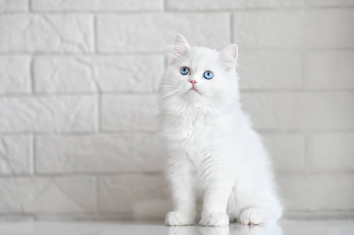 Як назвати білого кота: більше 50 варіантів та ідей