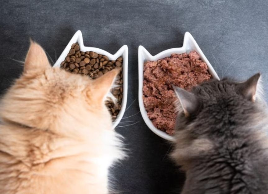 Переваги вологого корму для котів: чому це важливо для вашого улюбленця?