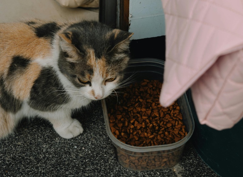 Из чего производят сухой корм для кошек?