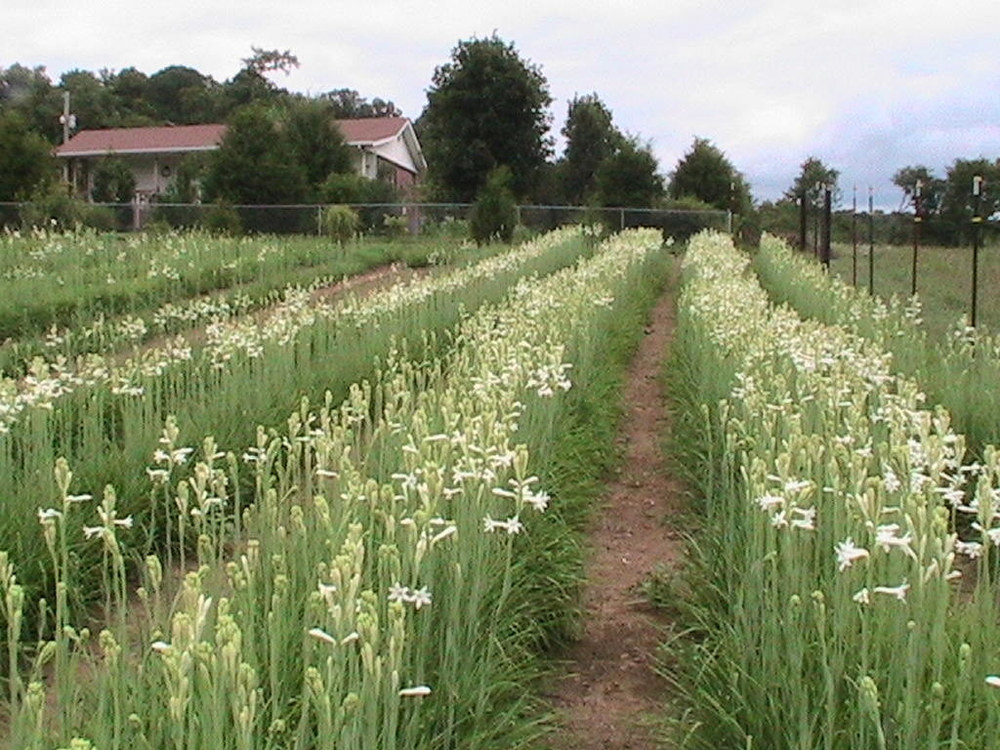 Коли садити туберозу у відкритий ґрунт та горщик